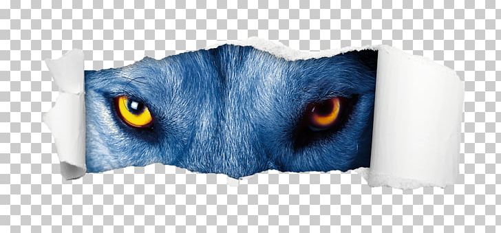 Whiskers Mural Cat Wall Gray Wolf PNG, Clipart, Amyotrophic Lateral Sclerosis, Blue, Book, Carnivoran, Cat Free PNG Download