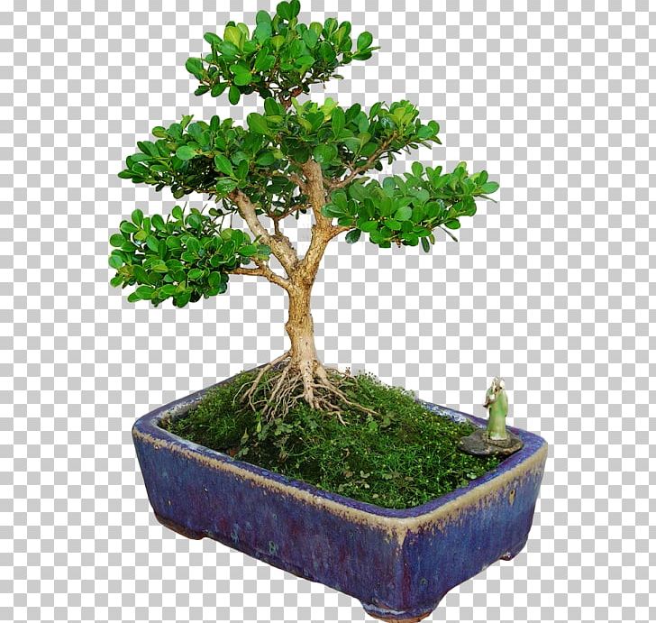 Chinese Sweet Plum Flowerpot Buxus Microphylla Bonsai Tree PNG, Clipart, Bonsai, Box, Buxus Microphylla, Flowerpot, Houseplant Free PNG Download