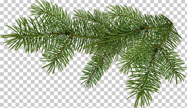 Animation Christmas Ornament PNG, Clipart, Animation, Branch, Cartoon, Christmas, Christmas Ornament Free PNG Download