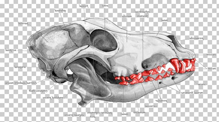 Dog Bone Jaw Snout Muzzle PNG, Clipart, Animals, Automotive Design, Bone, Canine Tooth, Chewing Free PNG Download