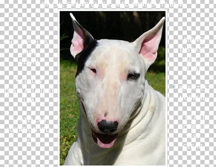 Miniature Bull Terrier Bull And Terrier American Pit Bull Terrier Old English Terrier PNG, Clipart, American Pit Bull Terrier, Breed, Bull, Bull And Terrier, Bull Terrier Free PNG Download