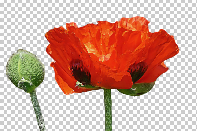 Spring Flower Spring Floral Flowers PNG, Clipart, Bud, Coquelicot, Corn Poppy, Cut Flowers, Flower Free PNG Download