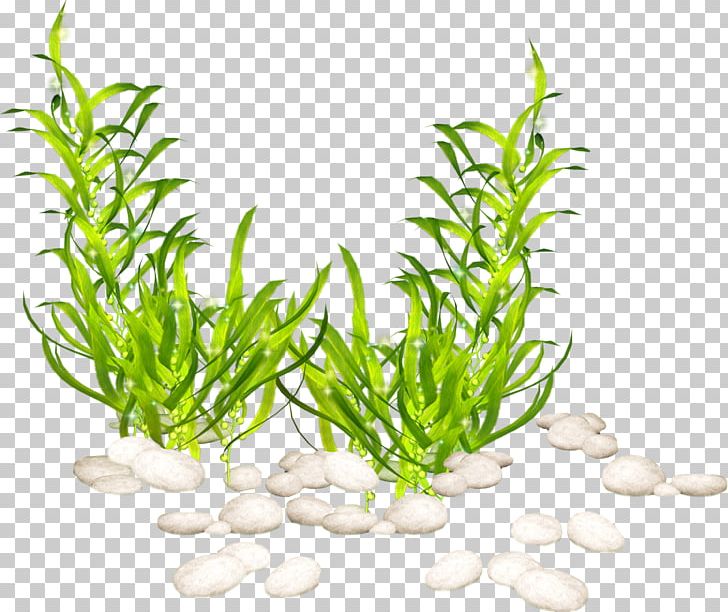 Aquatic Plants Seaweed Portable Network Graphics PNG, Clipart, Algae, Aquarium, Aquarium Decor, Aquatic Animal, Aquatic Plant Free PNG Download