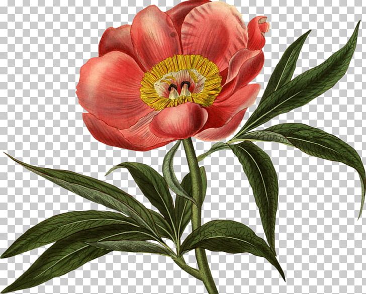 Curtis's Botanical Magazine Botanical Illustration Botany Art Flower PNG, Clipart, Art, Botanical Illustration, Botany, Flower Flower Free PNG Download