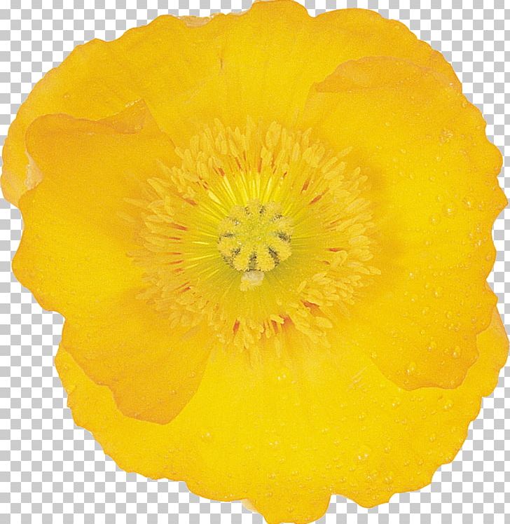 Wildflower Google S Petal PNG, Clipart, 2017, Advertising, Blume, Flower, Flowering Plant Free PNG Download