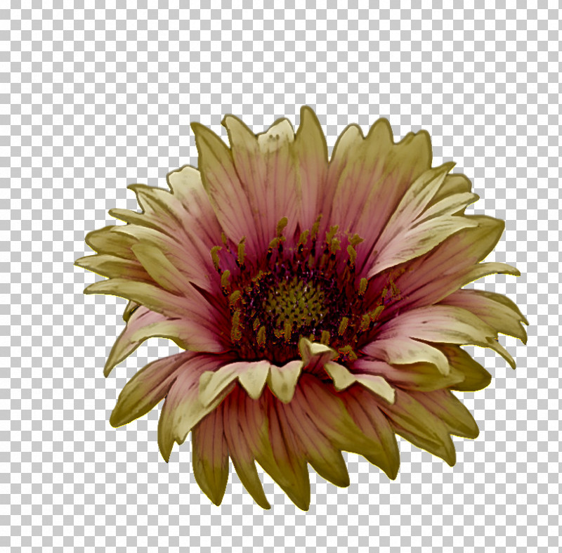 Transvaal Daisy Annual Plant Chrysanthemum Cut Flowers Blanket Flowers PNG, Clipart, Annual Plant, Aster, Biology, Blanket Flowers, Chrysanthemum Free PNG Download