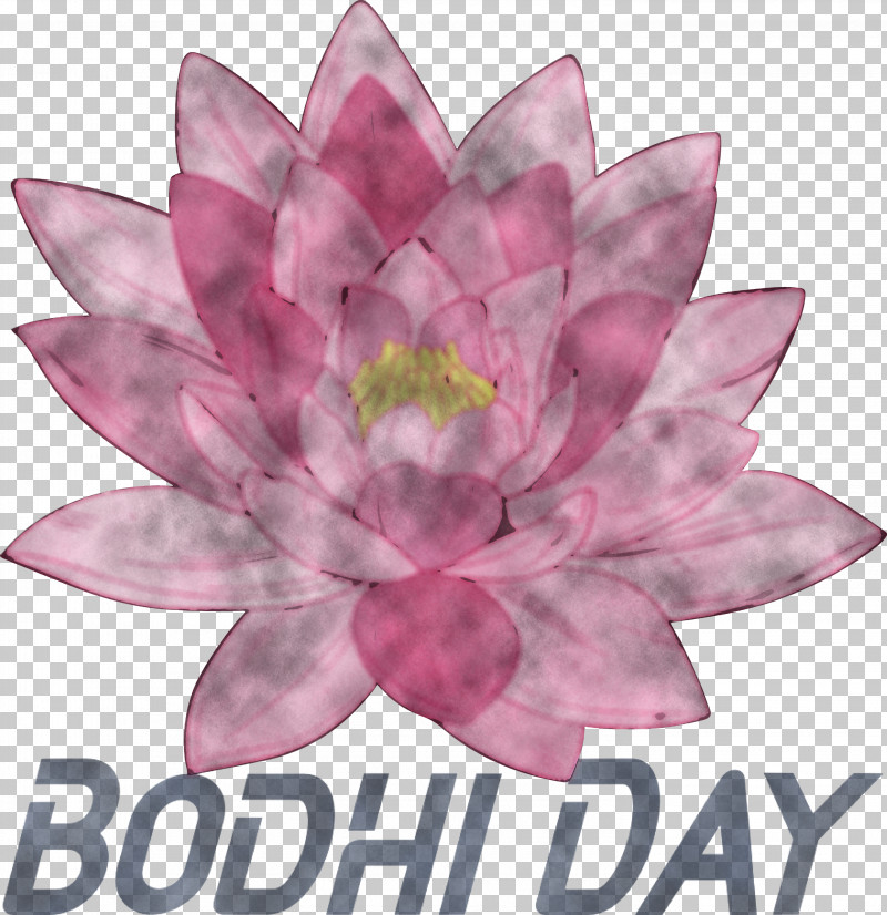 Bodhi Day Bodhi PNG, Clipart, Bodhi, Bodhi Day, Cut Flowers, Flower, Lilac M Free PNG Download