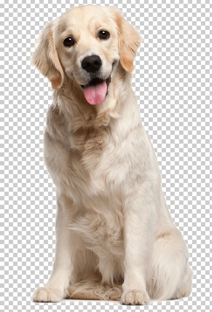 Golden Retriever Labrador Retriever Puppy Dog Breed PNG, Clipart, Animals, Breed, Carnivoran, Coat, Companion Dog Free PNG Download