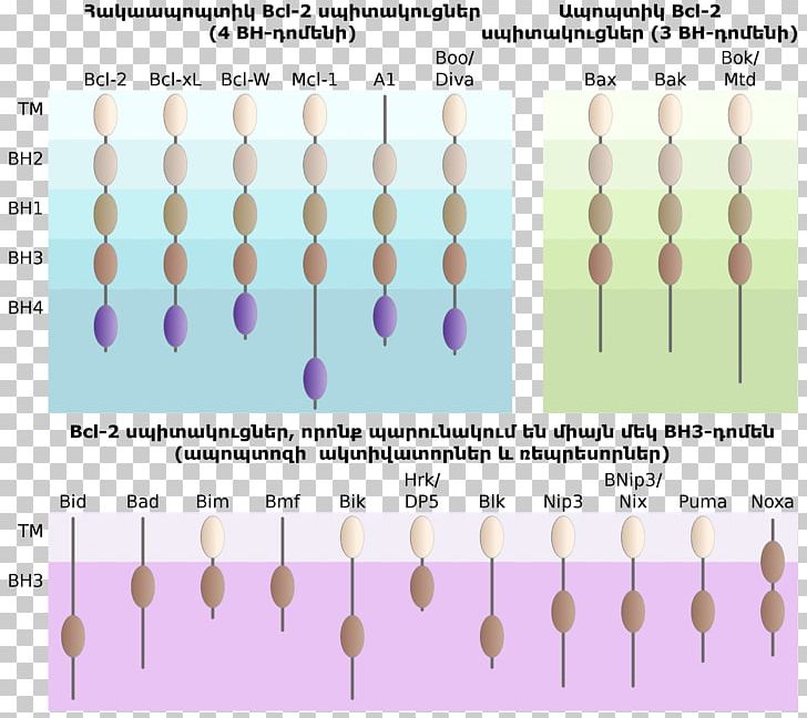 Protein Pattern Product Design Angle Purple PNG, Clipart, Angle, Apoptosis, Diagram, Election, Family Creative Free PNG Download