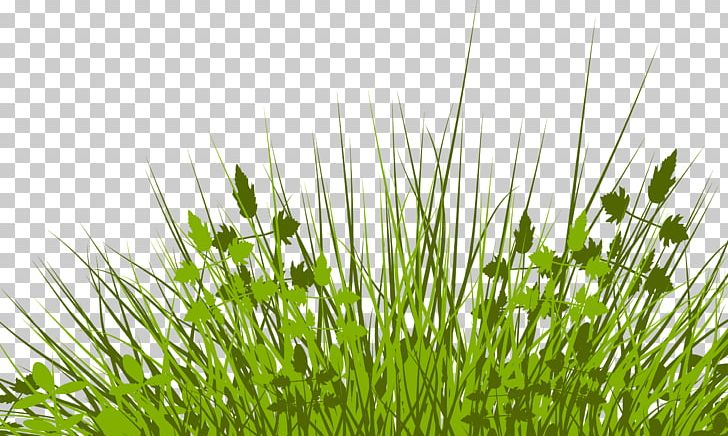 Silhouette PNG, Clipart, Chrysopogon Zizanioides, Commodity, Computer Wallpaper, Drawing, Grass Free PNG Download