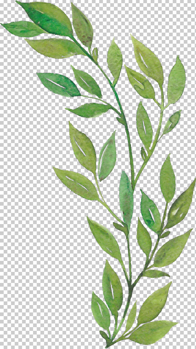 Leaf Twig Plant Stem Cartoon Logo PNG, Clipart, Black And White, Calle Margaritas Manzana, Cartoon, Leaf, Logo Free PNG Download