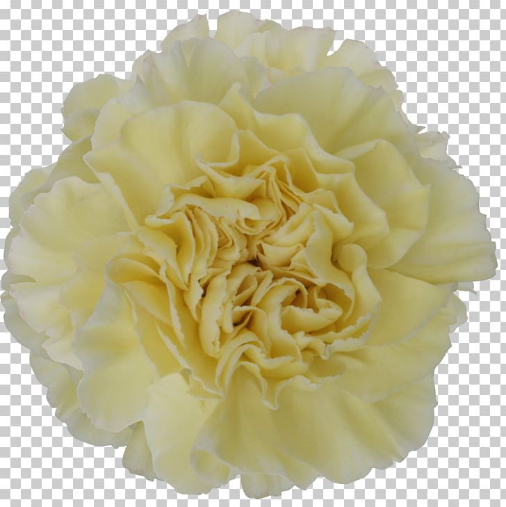 Carnation Cut Flowers Yellow Color PNG, Clipart, Carnation, Carnations, Colibri, Color, Cream Free PNG Download