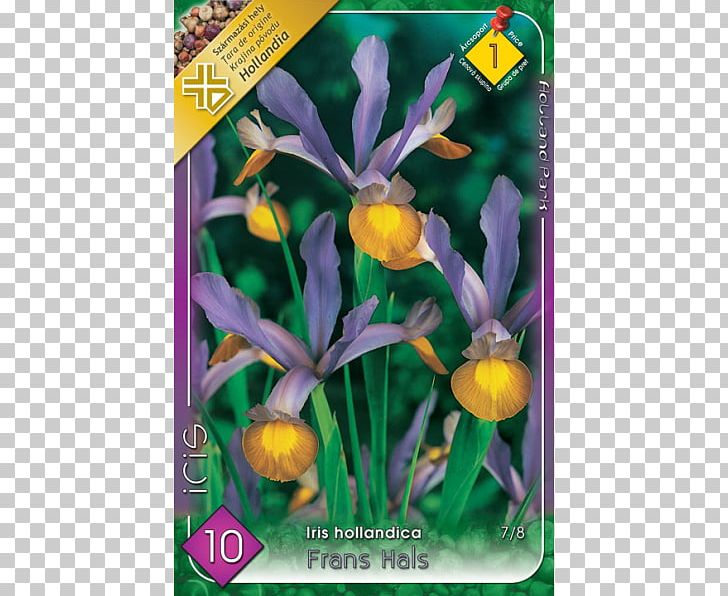 Iris × Hollandica Siberian Iris Netted Iris Iris Danfordiae Ulmus × Hollandica 'Wredei' PNG, Clipart,  Free PNG Download