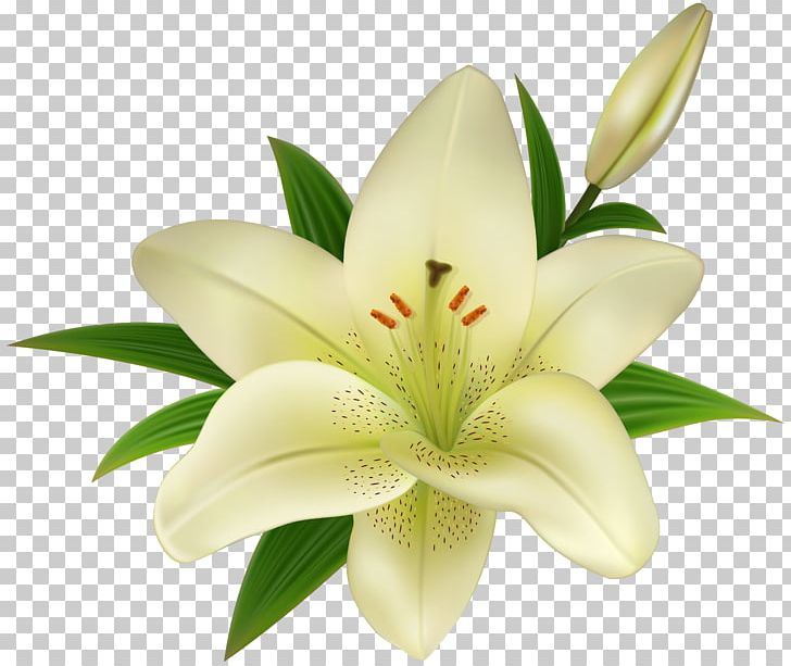 Madonna Lily Easter Lily PNG, Clipart,  Free PNG Download