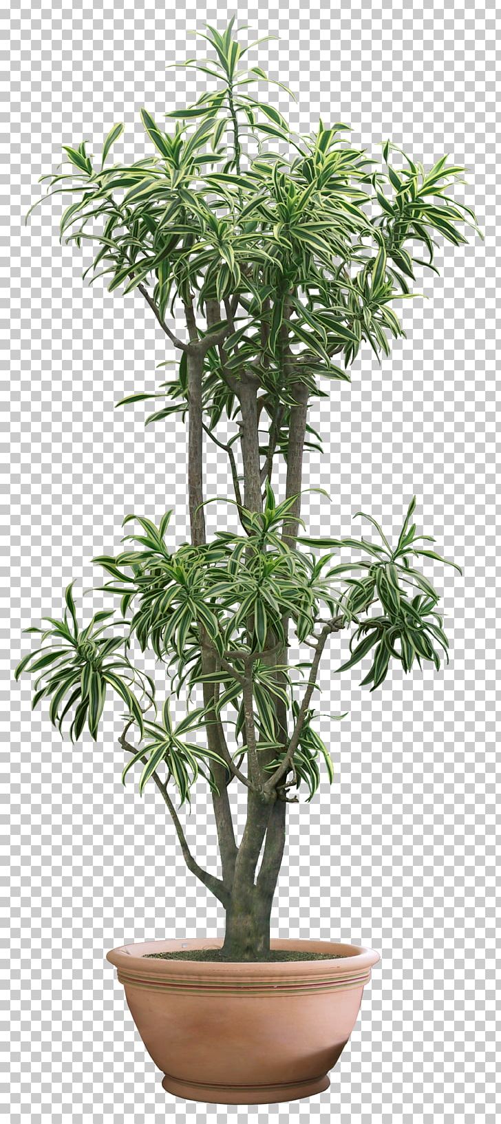 Tree Bamboo Houseplant Bonsai Penjing PNG, Clipart, Bamboo, Bonsai, Bush, Chamaedorea Elegans, Cycad Free PNG Download