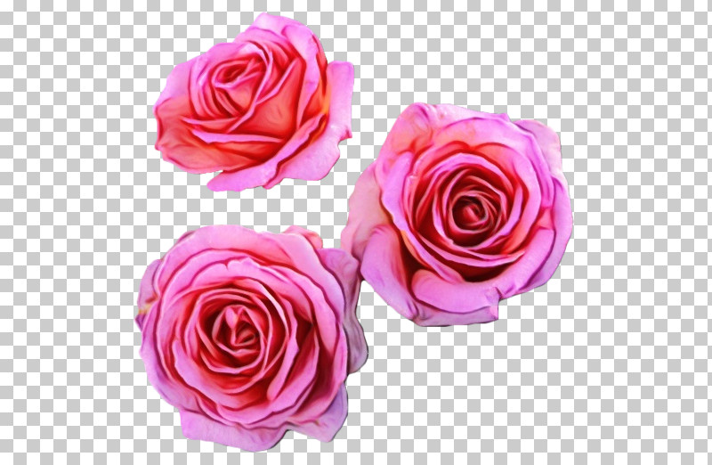 Garden Roses PNG, Clipart, Cut Flowers, Floribunda, Flower, Garden Roses, Hybrid Tea Rose Free PNG Download