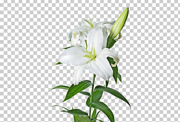 Easter Lily Flower Madonna Lily Lilium ‘Casa Blanca’ PNG, Clipart, Bellflower Family, Computer Icons, Cut Flowers, Easter Lily, Flower Free PNG Download