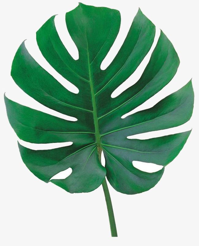 Leaf PNG, Clipart, Green, Green Leaves, Leaf, Leaf Clipart, Leaves Free PNG Download