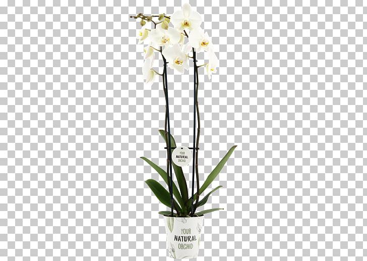 Madonna Lily Cut Flowers Stock Photography Depositphotos PNG, Clipart, Cut Flowers, Depositphotos, Flower, Flowering Plant, Flowerpot Free PNG Download