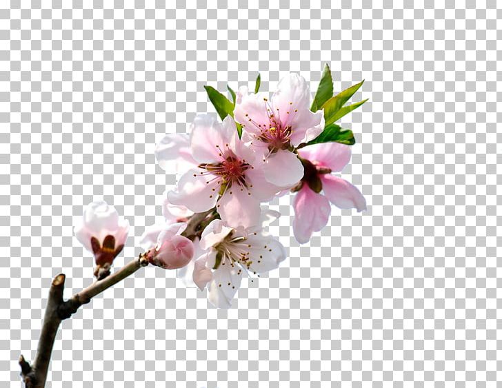Blooming Pink Peach Blossom Branches 