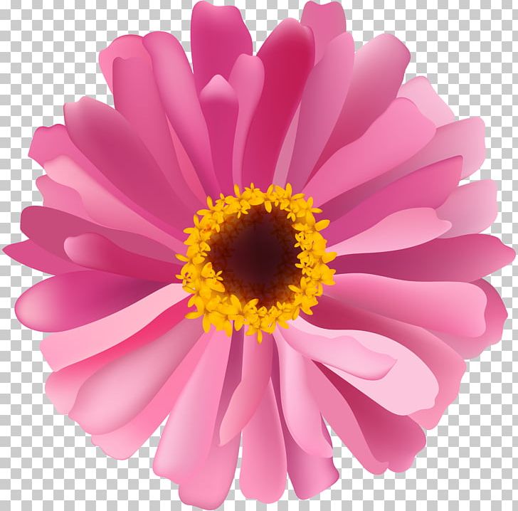 Transvaal Daisy Chrysanthemum Marguerite Daisy Daisy Family Aster PNG, Clipart, Annual Plant, Argyranthemum, Aster, Chrysanthemum, Chrysanths Free PNG Download