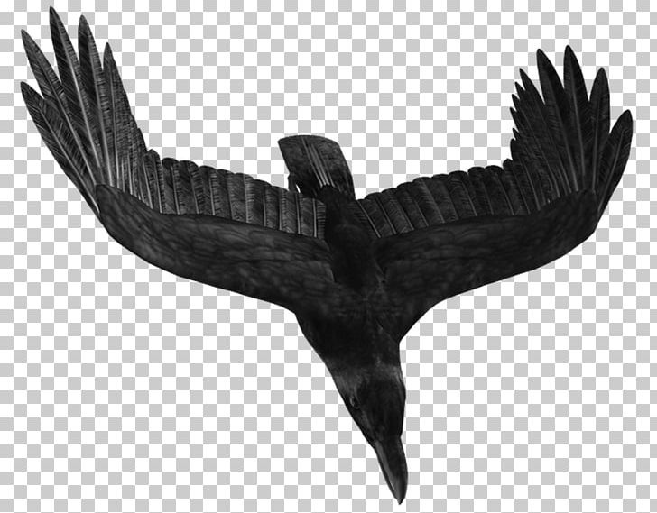 Bird Crows Icon PNG, Clipart, Animals, Beak, Bird, Bird Of Prey, Black Free PNG Download