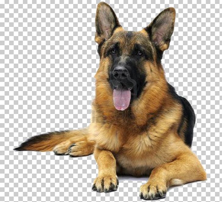 I Love My German Shepherd Puppy Pet Dachshund PNG, Clipart, Animals, Bark, Breed, Bulldog, Carnivoran Free PNG Download