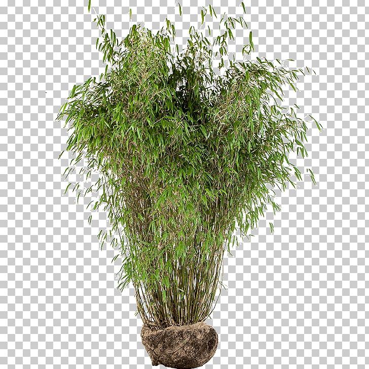 Pseudosasa Japonica Tropical Woody Bamboos Houseplant Flowerpot PNG, Clipart, Bamboo, Bamboo House, Bamboos, Diameter, Distance Free PNG Download