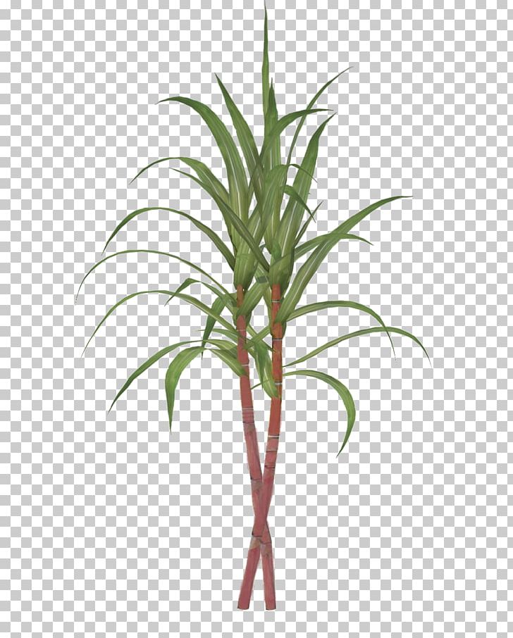 Sugarcane Tillandsia Bulbosa PNG, Clipart, Arecaceae, Arecales, Evergreen, Flower, Flowerpot Free PNG Download