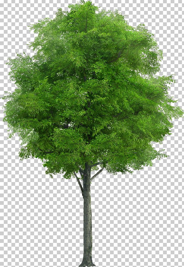 Tree Stock Photography Drawing Plant PNG, Clipart, Arborist, Branch, Drawing, Evergreen, Fruit Tree Free PNG Download