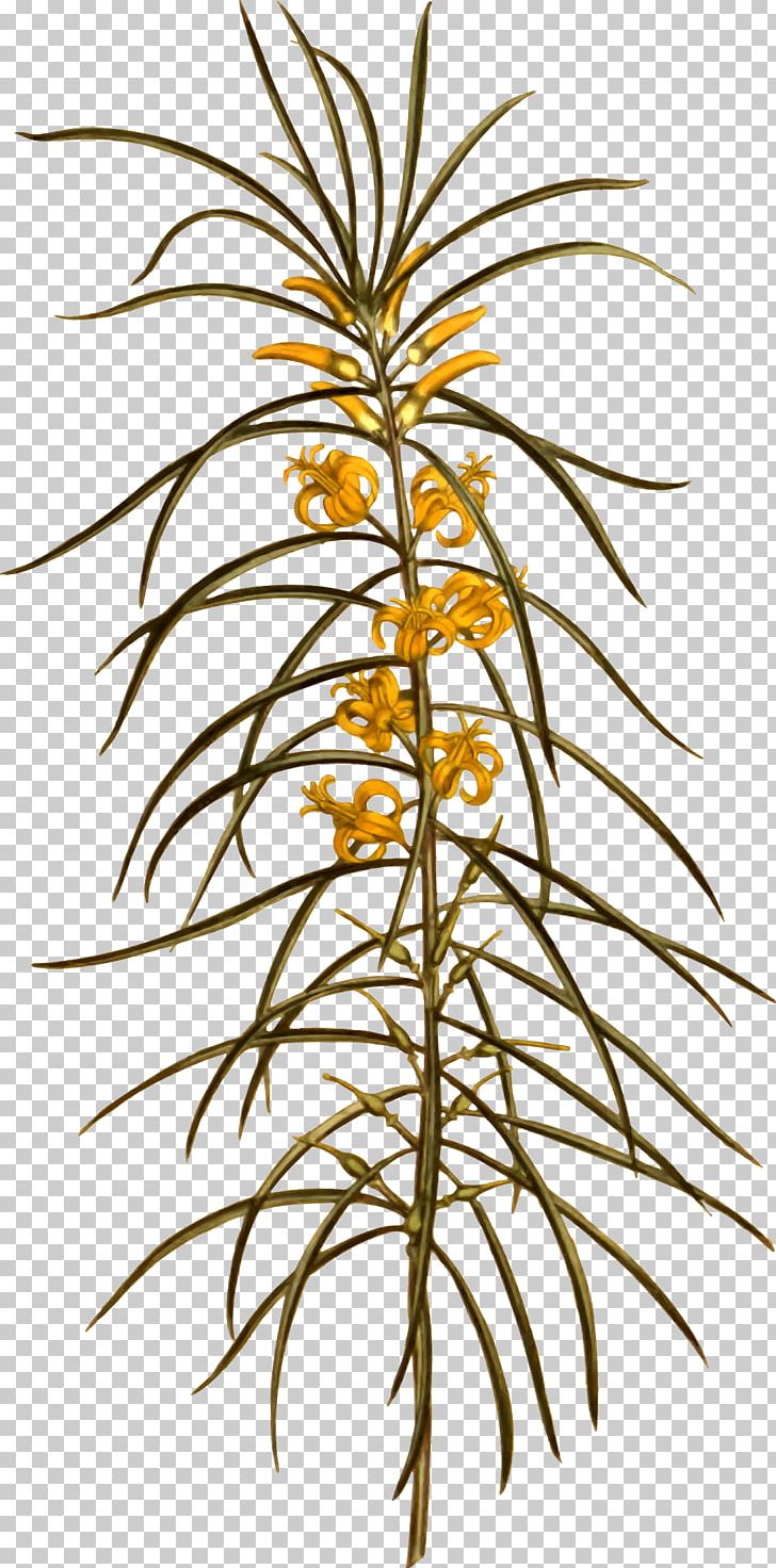 Arecaceae Flowerpot Plant Stem PNG, Clipart, Arecaceae, Arecales, Branch, Branching, Family Free PNG Download