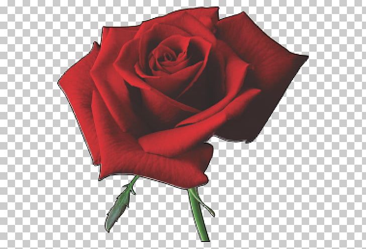 Desktop Rose PNG, Clipart, Cut Flowers, Desktop Wallpaper, Display Resolution, Download, Flower Free PNG Download