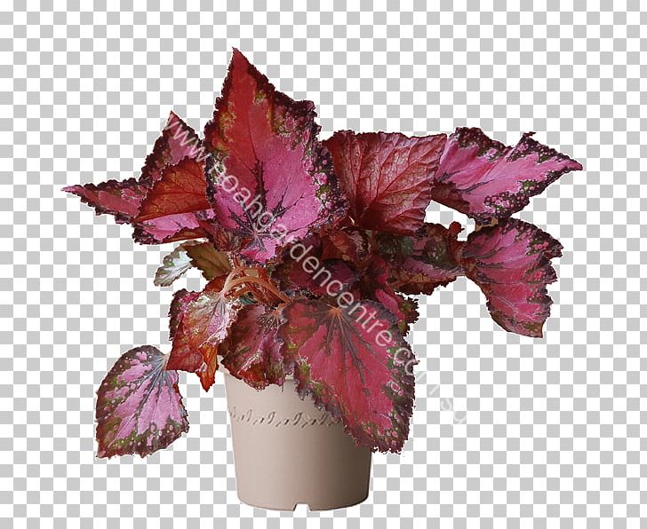 Painted-leaf Begonia Plant Petal Fern PNG, Clipart, Begonia, Begonia Coccinea, Blechnum Gibbum, Cut Flowers, Fern Free PNG Download