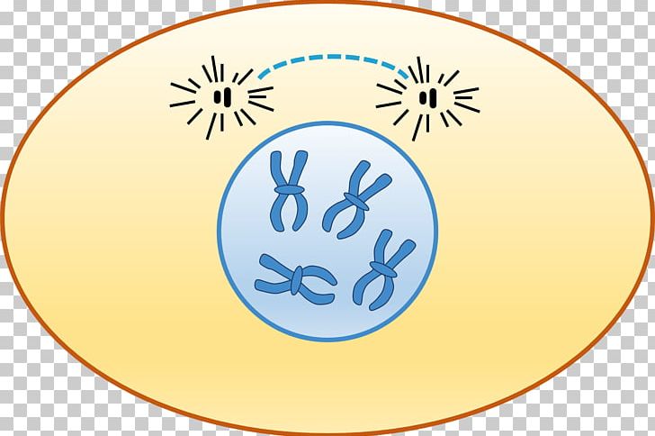 Prophase Interphase Cell Cycle Chromosome Chromatin PNG, Clipart ...