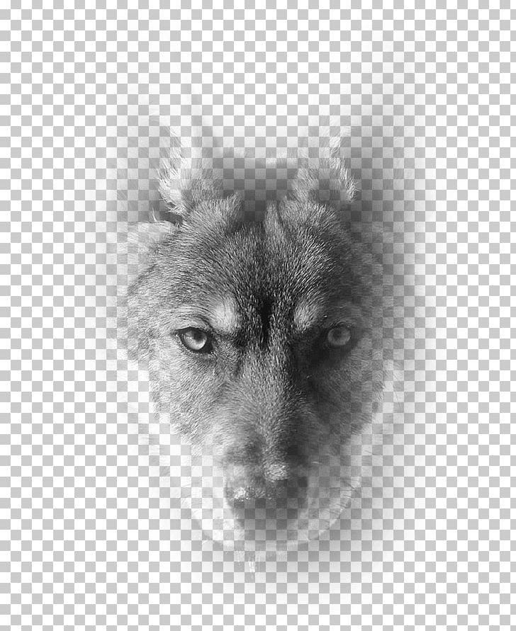 Shikoku Siberian Husky Norwegian Elkhound Saarloos Wolfdog Dog Breed PNG, Clipart, Black, Black And White, Breed, Carnivoran, Closeup Free PNG Download