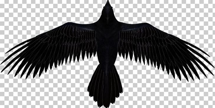Common Raven Baltimore Ravens The Raven PNG, Clipart, Art, Baltimore Ravens, Beak, Bird, Black And White Free PNG Download