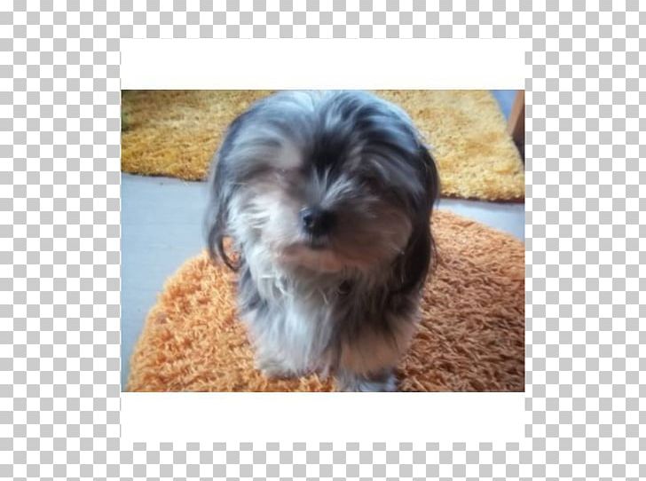 Morkie Shih Tzu Little Lion Dog Yorkshire Terrier Havanese Dog PNG, Clipart, Animals, Bolonka, Carnivoran, Chinese Imperial Dog, Companion Dog Free PNG Download