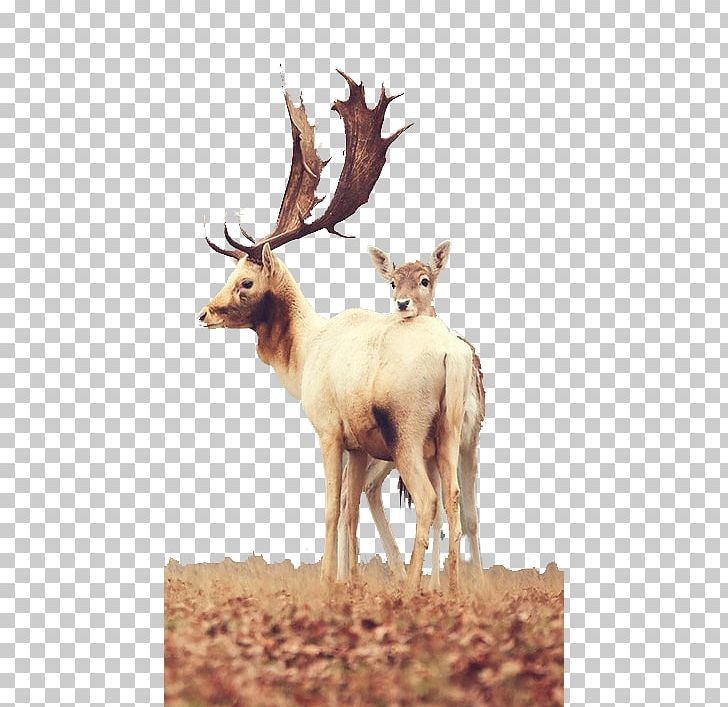 Red Deer White-tailed Deer Mule Deer PNG, Clipart, Animal, Animals, Antler, Christmas Deer, Deer Free PNG Download