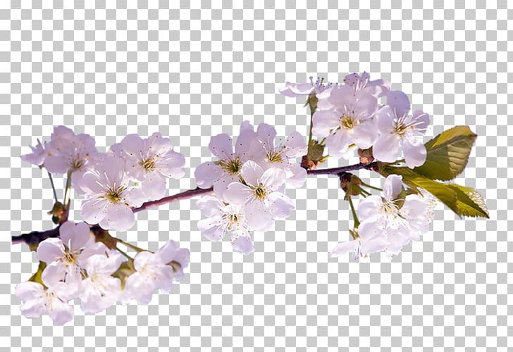 Spring Cherry Blossom Diary LiveInternet PNG, Clipart, Author, Blossom, Branch, Cerasus, Cherry Blossom Free PNG Download