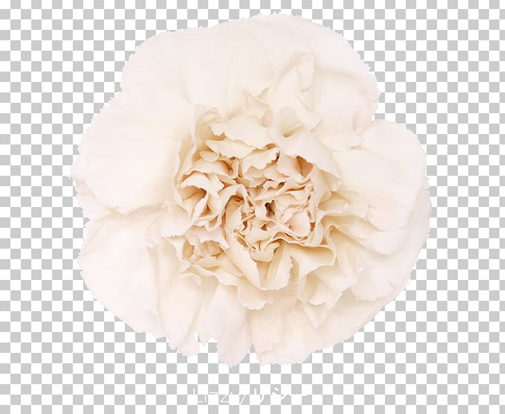 Cabbage Rose Carnation Garden Roses Cut Flowers PNG, Clipart, Carnation, Color, Cut Flowers, Floral Design, Flower Free PNG Download