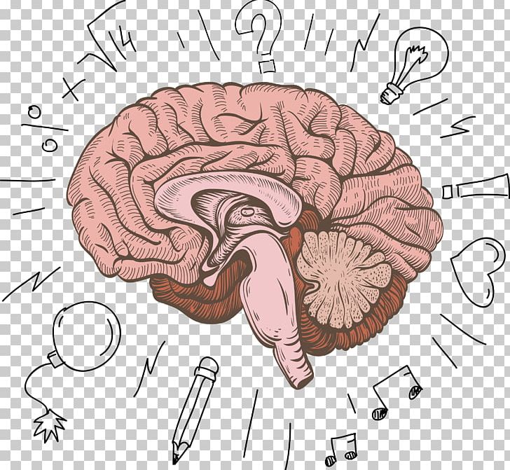 Cerebrum Human Brain Cartoon PNG, Clipart, Brain, Brain Cell, Brain Cells, Brain Vector, Cartoon Brain Free PNG Download