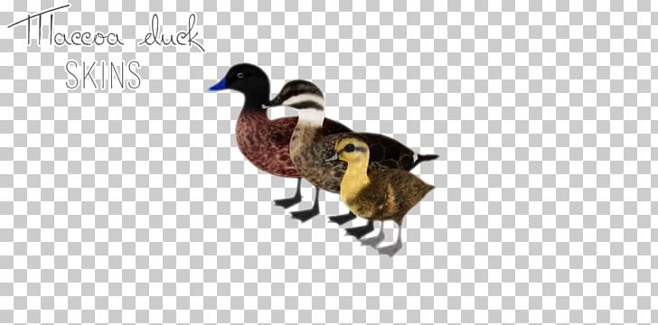 Duck Goose Fauna Feather Beak PNG, Clipart, Animal, Animal Figure, Animals, Beak, Bird Free PNG Download