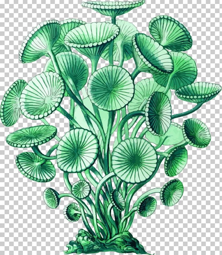 Seaweed Green Algae Art Forms In Nature Portable Network Graphics PNG, Clipart, Acetabularia, Alga, Algae, Aquarium Decor, Art Forms In Nature Free PNG Download