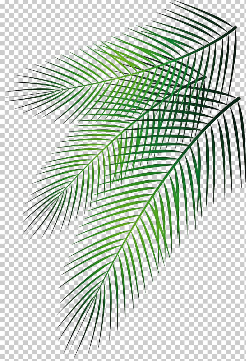 Palm Trees PNG, Clipart, Arecales, Branch, Drawing, Elaeis, Fir Free PNG Download