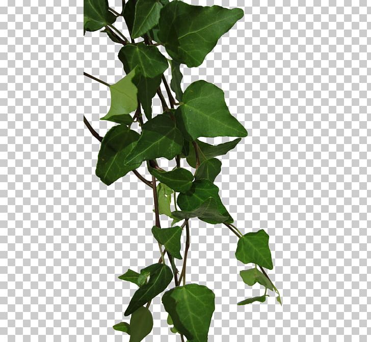 Ivy Vine PNG, Clipart, Branch, Ivy, Ivy Family, Leaf, Photography Free PNG Download