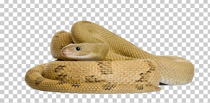 Corn Snake Stock Photography Rat Snake PNG, Clipart, Animal, Animals, Boa Constrictor, Cartoon Snake, Cobra Free PNG Download