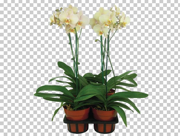 Cut Flowers Moth Orchids Vase Flowerpot PNG, Clipart, Artificial Flower, Color, Cut Flowers, Floral Design, Floristry Free PNG Download