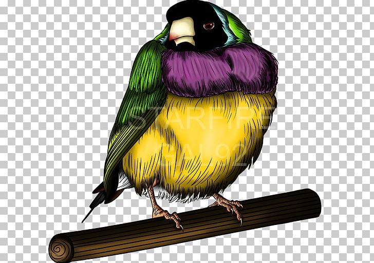 Finches TeePublic Gouldian Finch Parrot Art PNG, Clipart, Animals, Art, Artist, Art Museum, Beak Free PNG Download