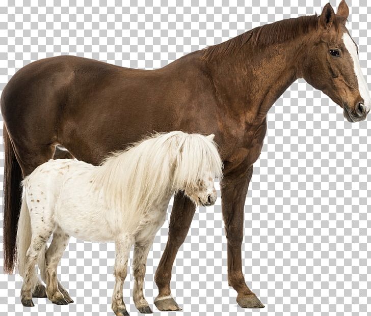 Shetland Pony Belgian Horse Welsh Pony And Cob Stock Photography PNG, Clipart, Belgian Horse, Colt, Draft Horse, Equine Nutrition, Foal Free PNG Download