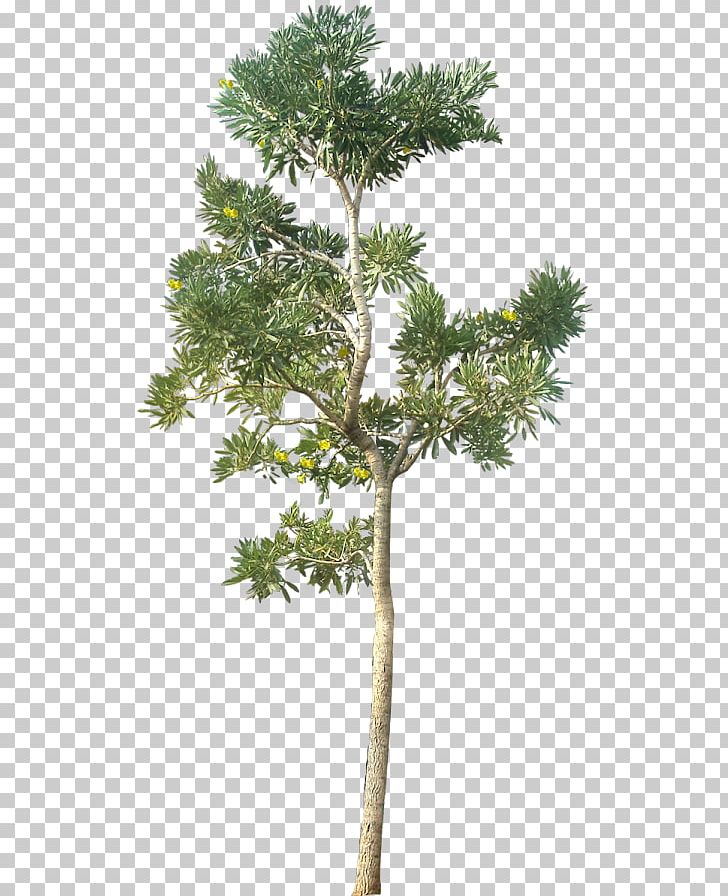 Tree Architectural Rendering PNG, Clipart, 3d Computer Graphics, Architectural Rendering, Architecture, Branch, Computer Icons Free PNG Download